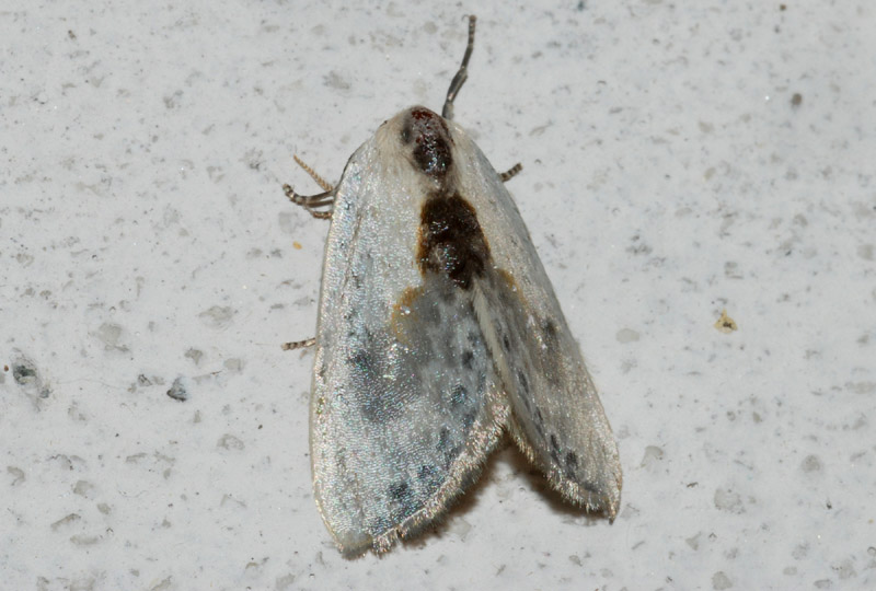 Conferma drepanidae 2 : Cilix glaucata